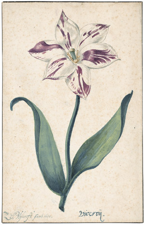 Lot 6244, Auction  102, Blijhooft, Zacharias Jacques, Studie einer Viceroy Tulpe