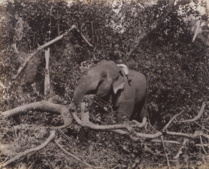 Lot 4027, Auction  111, Ceylon, Trees and ferns of Ceylon