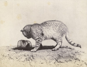 Lot 4005, Auction  112, Anschütz, Ottomar, Cat with mousetrap