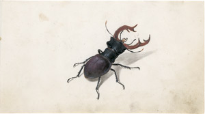 Lot 6333, Auction  113, Niederländisch, 18. Jh. Album mit Käfern, Spinnen, Schmetterlingen, Heuschrecken, Libellen