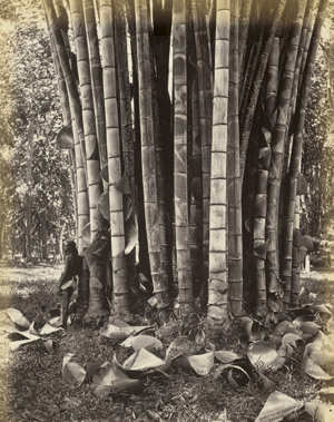 Lot 4011, Auction  116, Ceylon, Rubber trees, palms, landscapes, plantations and villages