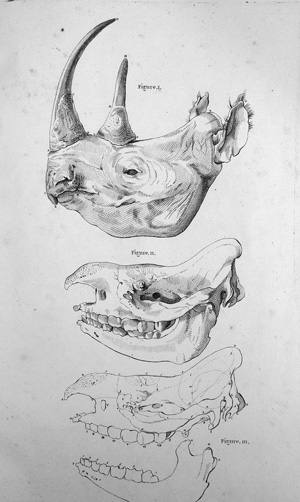 Los 307 - Camper, Petrus - Planches pour les oeuvres. Paris, H. J. Jansen, 1803. - Tafelband - 0 - thumb
