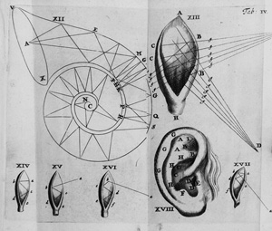 Los 326 - Schelhammer, Günther Christoph - De auditu liber unus. Leiden, Peter de Graaf, 1684 - 0 - thumb