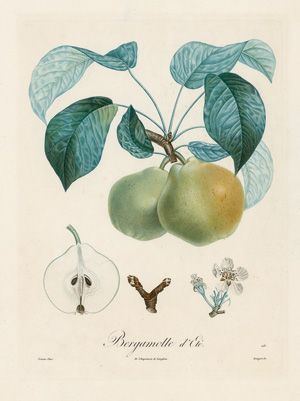 Los 366 - Poiteau, Pierre Antoine - Obstdarstellungen. Um 1800 - 0 - thumb
