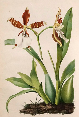 Los 367 - Portefeuille des horticulteurs - Journal pratique des jardins. Paris, Gros, 1847 - 0 - thumb