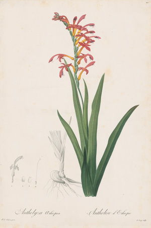 Los 369 - Redouté, Pierre Joseph - Sammlung von Liliengewächsen. Paris 1802-1816 - 0 - thumb