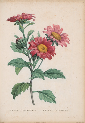 Los 370 - Rousseau, Jean Jacques - La Botanique. Mit 65 kolorierten Kupfertafeln nach P. J. Redouté. Paris, Baudouin, 1821 - 0 - thumb