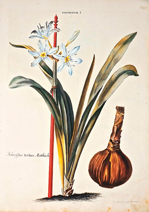 Los 371 - Seligmann, Johann Michael - Pancratium I. Lilio-Narcissus V. Lilio-Narcissus VI. Nürnberg um 1750. - Drei kolorierte Kupferstiche - 0 - thumb