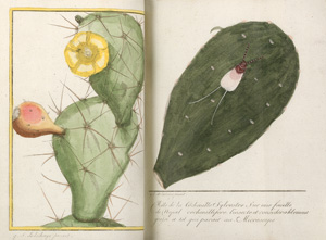 Los 372 - Thiery de Menonville, N. J. - Traité de la culture du Nopal. Paris, Delalain und Bordeaux, Bergeret, 1787. - Erste Ausgabe - 0 - thumb