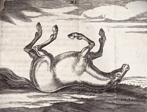 Los 385 - Winter, Georg Simon - Wolerfahrner Roß-Artzt. Nürnberg, M. Endter und Erben J. Endter, 1678 - 0 - thumb
