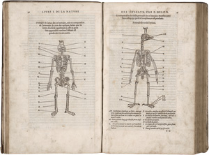 Los 715 - Belon, Pierre - L'histoire de la nature des Oyseaux. Paris, B. Prevost für Guillaume Cavellat, 1555 - 0 - thumb