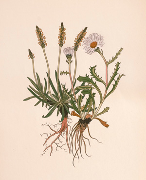 Los 3417 - Weisz, Joseph - Blumen der Alpen. 4 Bände. Leipzig, Insel, 1960-1963. - 200 Exemplare - 0 - thumb