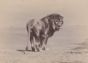 Los 4014 - Anschütz, Ottomar - Animal studies - 1 - thumb