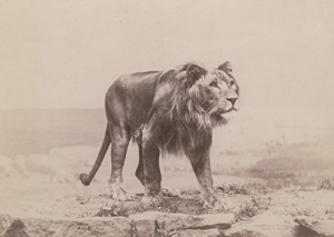 Los 4014 - Anschütz, Ottomar - Animal studies - 2 - thumb