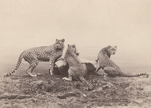 Los 4014 - Anschütz, Ottomar - Animal studies - 3 - thumb