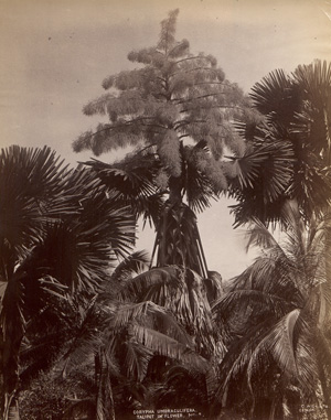Lot 4030, Auction  125, Ceylon, Botanical studies