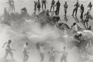 Lot 4199, Auction  125, Mack, Ulrich, Wild horses, Kenya