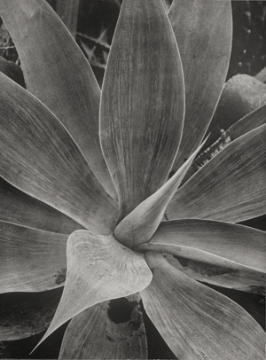 Lot 4235, Auction  125, Renger-Patzsch, Albert, Agave 