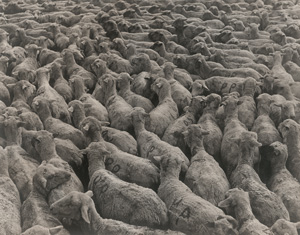 Lot 4241, Auction  125, Rothstein, Arthur, Sheep in Montana