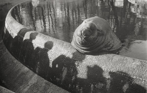 Lot 4254, Auction  125, Seidenstücker, Friedrich, Untitled (Elephant seal Roland)