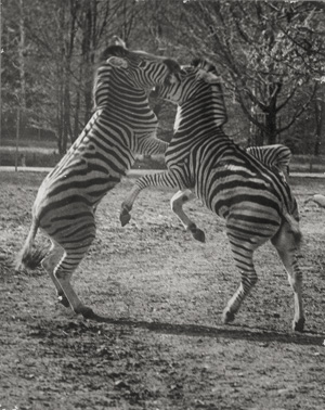 Lot 4255, Auction  125, Seidenstücker, Friedrich, Zebras at the Berlin Zoo