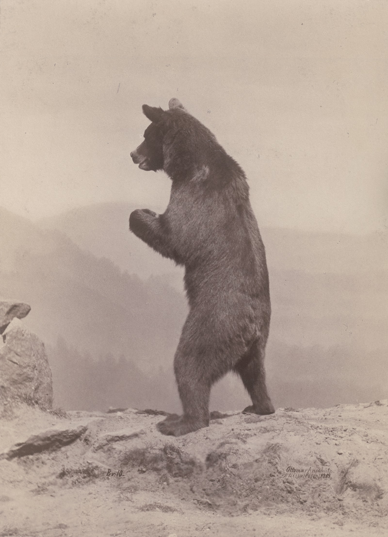 Lot 4014, Auction  125, Anschütz, Ottomar, Animal studies