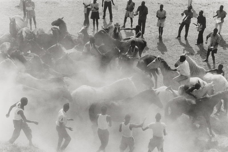 Lot 4199, Auction  125, Mack, Ulrich, Wild horses, Kenya