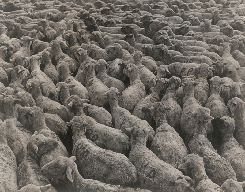 Lot 4241, Auction  125, Rothstein, Arthur, Sheep in Montana