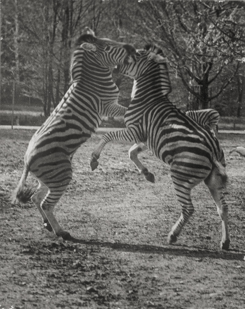 Lot 4255, Auction  125, Seidenstücker, Friedrich, Zebras at the Berlin Zoo