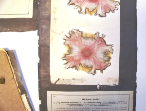 Los 352 - Runge, Friedrich Ferdinand - Der Bildungstrieb der Stoffe - 5 - thumb