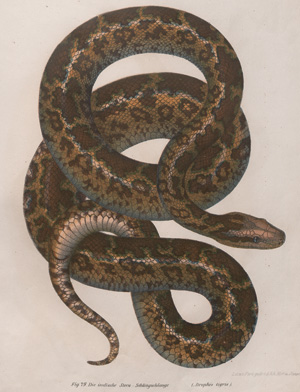 Lot 369, Auction  126, Fitzinger, Leopold Joseph, Bilder-Atlas zur wissenschaftlich-populären Naturgeschichte der Amphibien