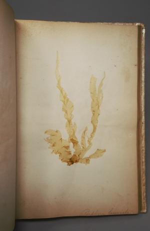 Los 370 - Königliche Algensammlung - A son altesse royale le duc d'aoste Vice-Admiral - 5 - thumb