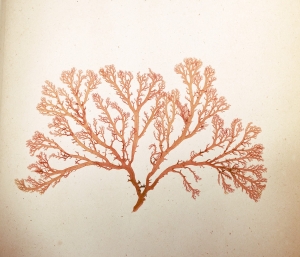 Los 370 - Königliche Algensammlung - A son altesse royale le duc d'aoste Vice-Admiral - 9 - thumb