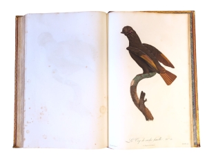 Los 372 - Levaillant, François - Histoire naturelle des oiseaux. Paris 1801-1818 - 21 - thumb