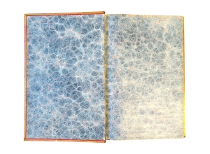 Los 372 - Levaillant, François - Histoire naturelle des oiseaux. Paris 1801-1818 - 24 - thumb