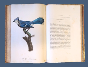 Los 372 - Levaillant, François - Histoire naturelle des oiseaux. Paris 1801-1818 - 28 - thumb