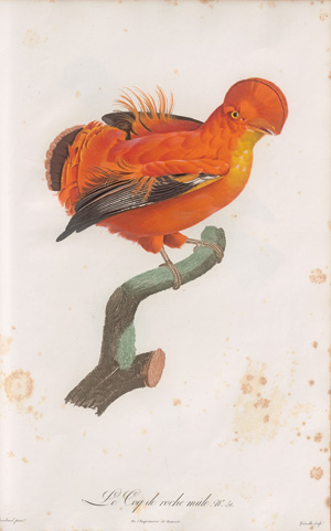 Los 372 - Levaillant, François - Histoire naturelle des oiseaux. Paris 1801-1818 - 1 - thumb