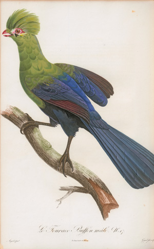 Los 372 - Levaillant, François - Histoire naturelle des oiseaux. Paris 1801-1818 - 4 - thumb