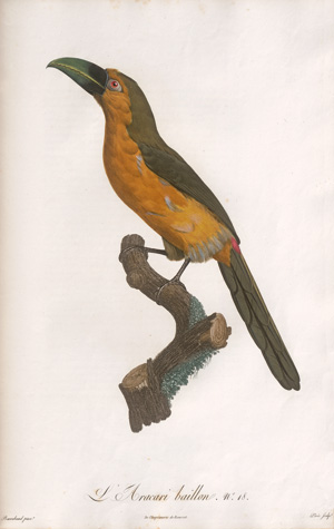 Los 372 - Levaillant, François - Histoire naturelle des oiseaux. Paris 1801-1818 - 11 - thumb