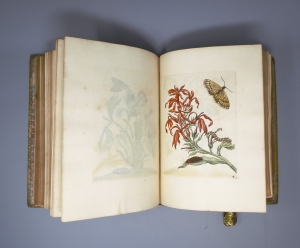 Los 374 - Merian, Maria Sibylla - Erucarum ortus - 16 - thumb