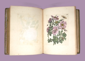 Los 374 - Merian, Maria Sibylla - Erucarum ortus - 23 - thumb