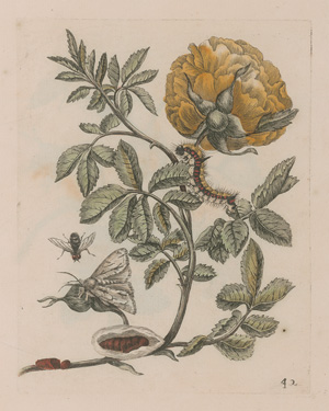 Los 374 - Merian, Maria Sibylla - Erucarum ortus - 3 - thumb