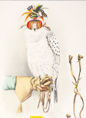 Los 381 - Riesenthal, Otto von - Die Raubvögel Deutschlands - 1 - thumb