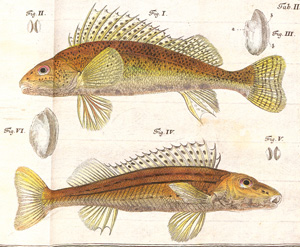 Lot 383, Auction  126, Schäffer, Jakob Christian, Piscium Bavarico-Ratisbonensium pentas