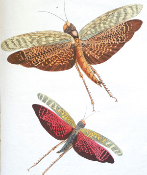 Los 385 - Stoll, Caspar - Natuurlyke Afbeeldingen en Beschryvingen der Spooken. Amsterdam, J. C. Sepp, 1787 - 0 - thumb