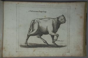 Los 1269 - Schmuck, Friedrich Wilhelm - Fasciculus admirandorum naturae - 12 - thumb