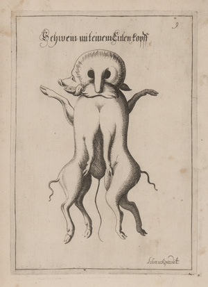 Los 1269 - Schmuck, Friedrich Wilhelm - Fasciculus admirandorum naturae - 0 - thumb