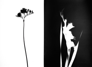 Lot 3432, Auction  126, Neusüss, Floris Michael, Vier Blütenfotogramme