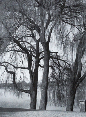 Lot 3438, Auction  126, Renger-Patzsch, Albert, Bäume. Ingelheim 1962