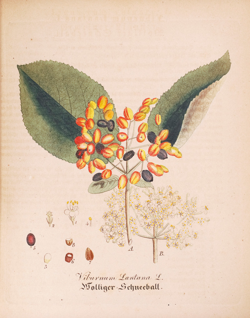 Lot 365, Auction 126, Dietrich, David, Forstflora